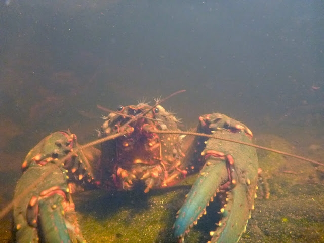 Glen Davis: land of the giant yabbies