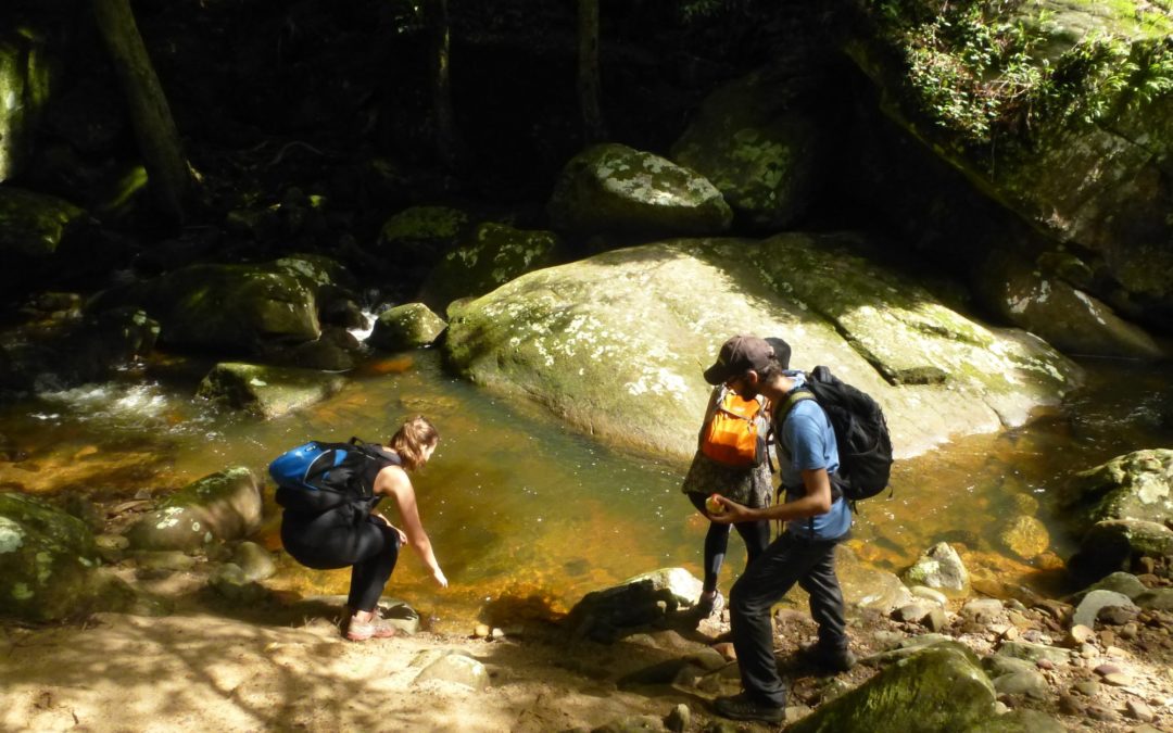 Stanwell Park Gully & Wodi Wodi Track