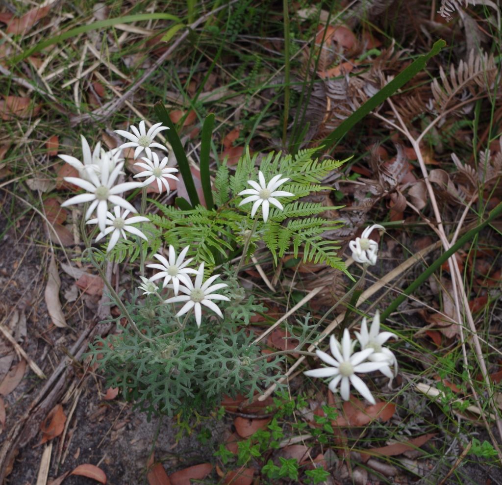 flannelflower_22839781737_o Sydney University Bushwalkers