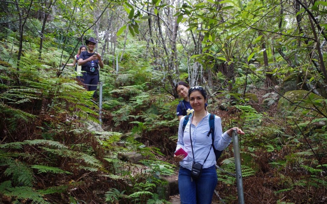 Wodi Wodi track – Forest Way – Sublime Point