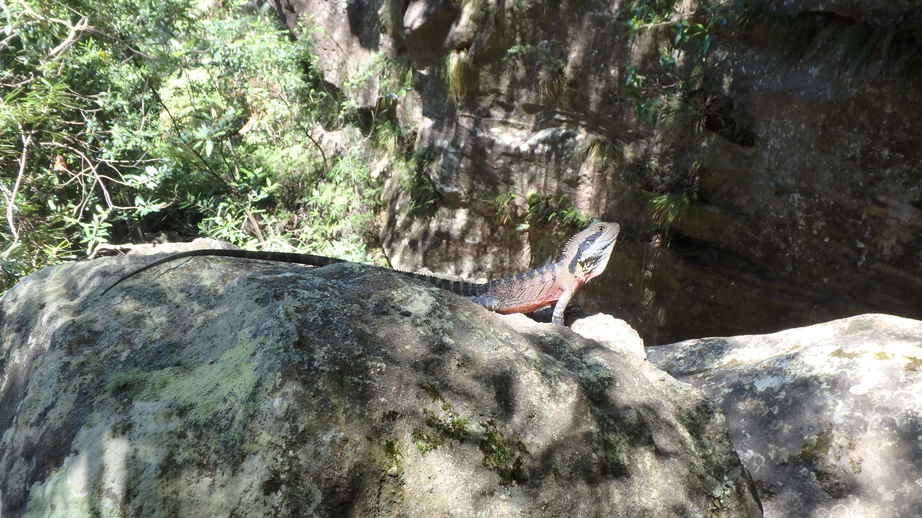 Devil’s Pinch & Nightmare Canyons at Newnes