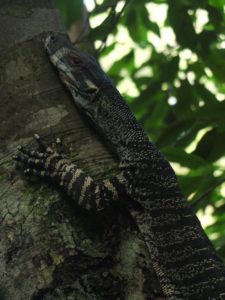 4 Berowra-Mt Kuring-Gai - Our new friend just wants to doze