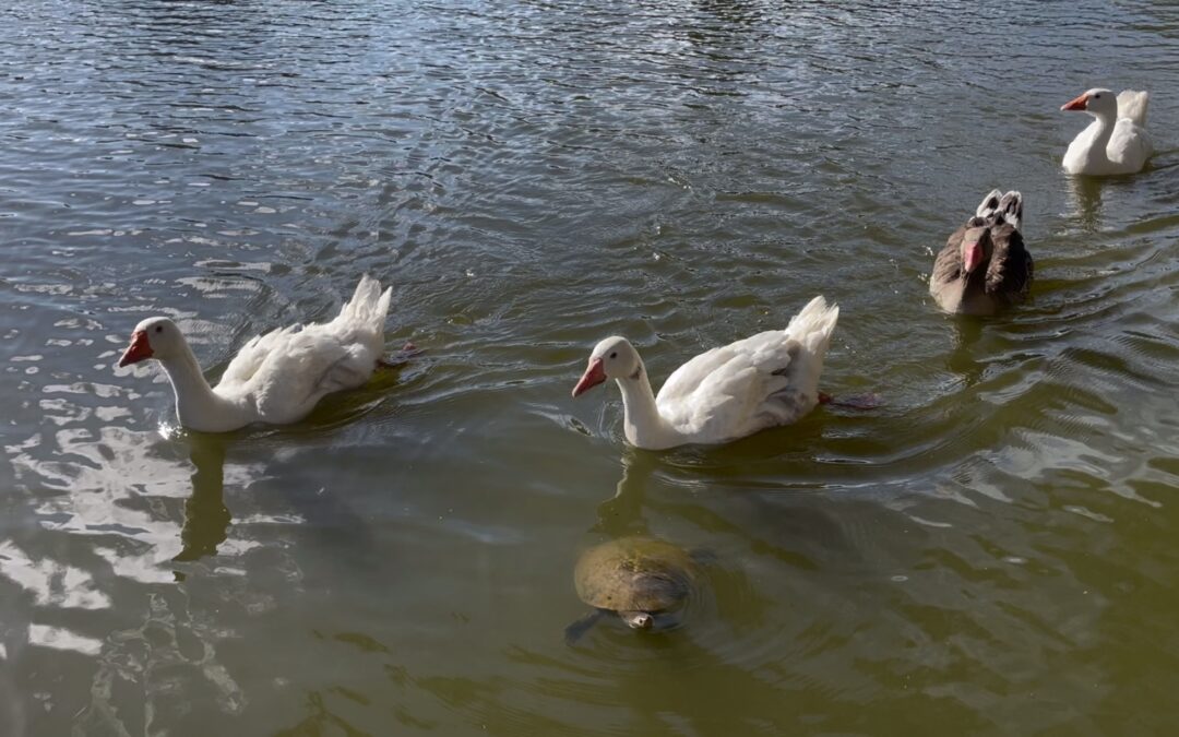 Centennial Park walk