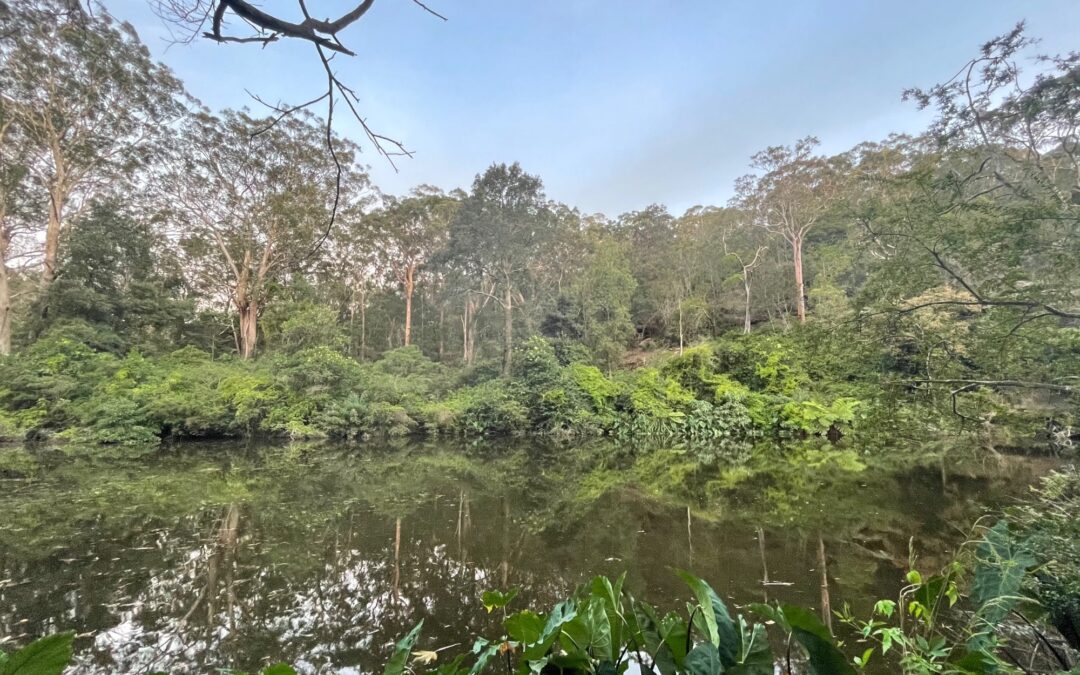 Riverside Walking Track – Lane Cove National Park (6pm)