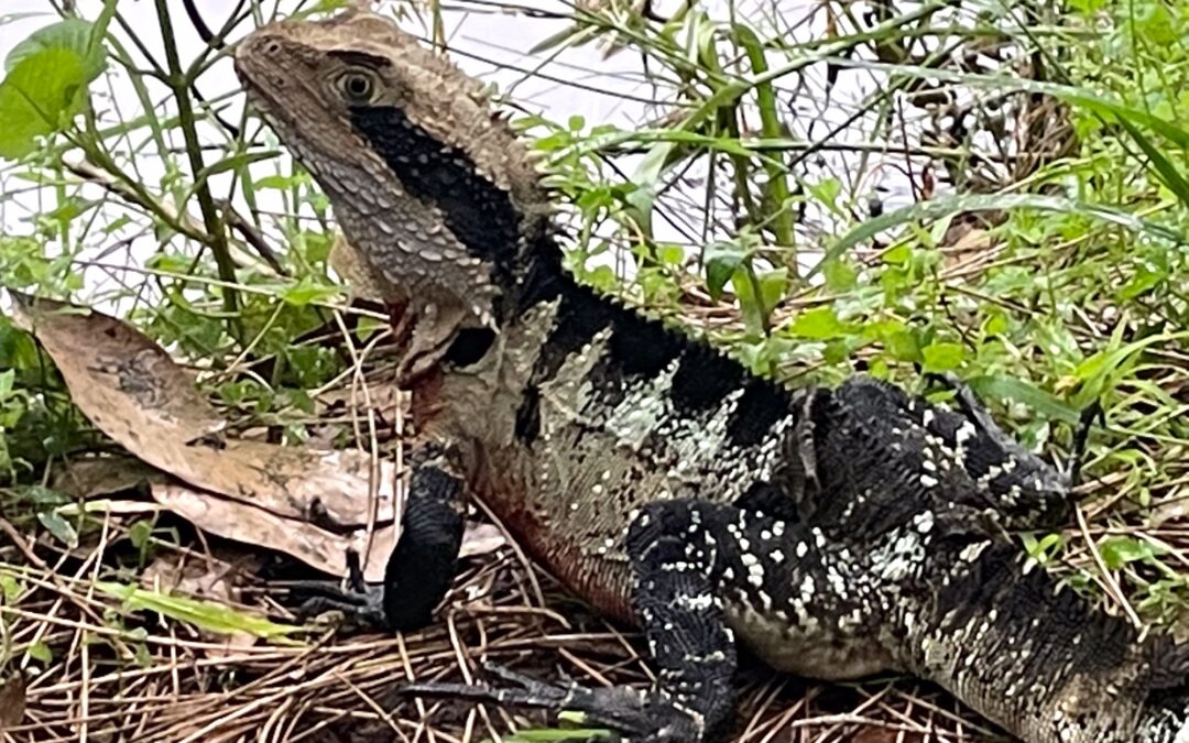 Parramatta Park walk